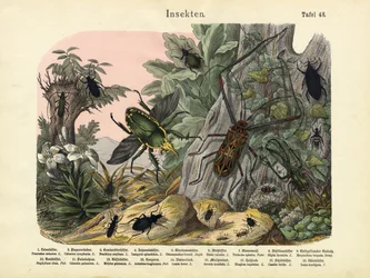 Insekter, ca. 1860